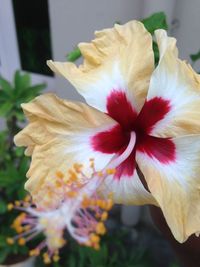 Close-up of pink flower blooming outdoors