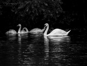 Swans swimming in lake