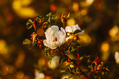 Close-up of white flowering plant