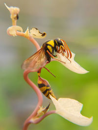 Close-up of insect on flower