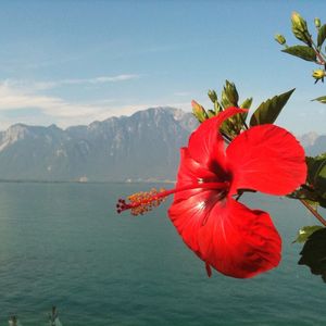 Close-up of red flowers in water