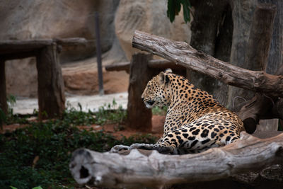 Close-up of a cat in zoo