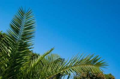 Palm tree against blue sky