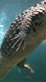 Close-up of turtle swimming in sea