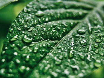 Close-up of wet leaves on rainy day