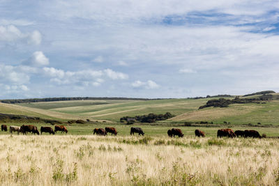Herd of cattle in pastoral field