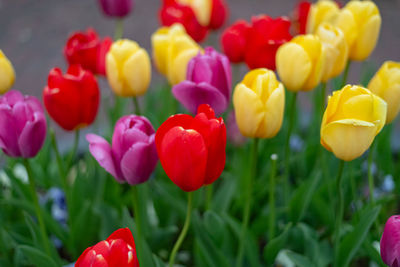 Close-up of red tulips