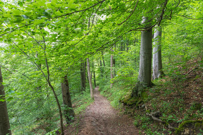 Narrow pathway along trees in forest