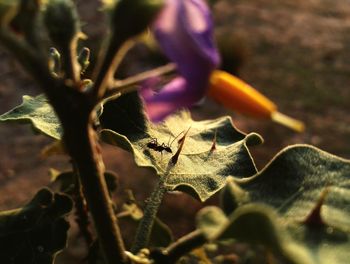 Close-up of plant