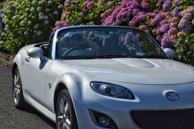 Close-up of purple flowering plants on car windshield