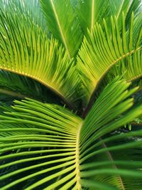 Close-up of palm tree leaves