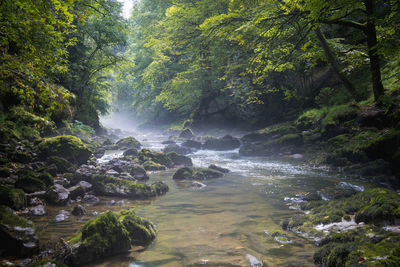 High angle view of river amidst trees in forest