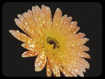 Close-up of flower over black background