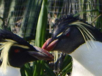 Close-up of birds flying