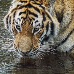 Close-up portrait of a cat