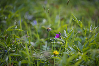 Close-up of honey bee flying over plants