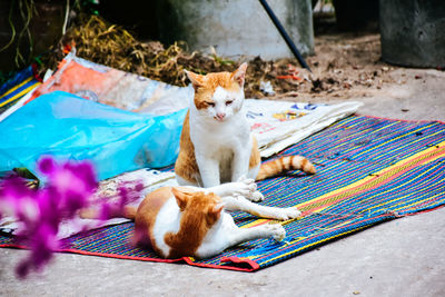 Portrait of cat sitting outdoors