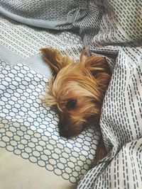 Portrait of a dog on bed