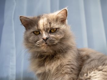 Close-up portrait of a cat with long grey fur