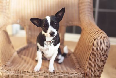 Portrait of dog sitting in basket