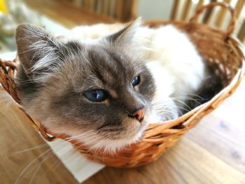 Close-up of kitten in basket