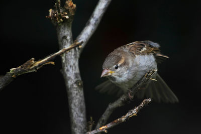 Close-up of bird perching outdoors