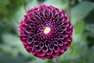 Close-up of pink flower