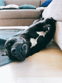 Dog sleeping on hardwood floor