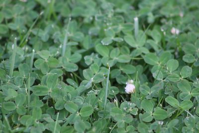 High angle view of small plant growing on field