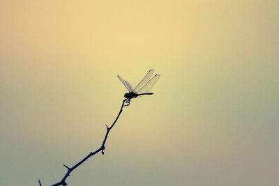 Low angle view of insect against sky