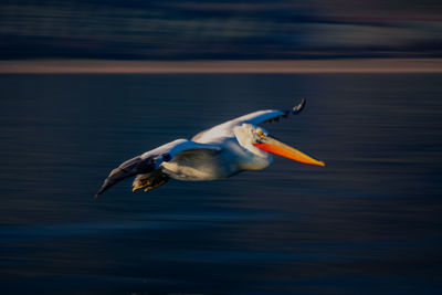 Pelican flying over lake