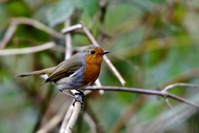 Close-up of bird perching on branch