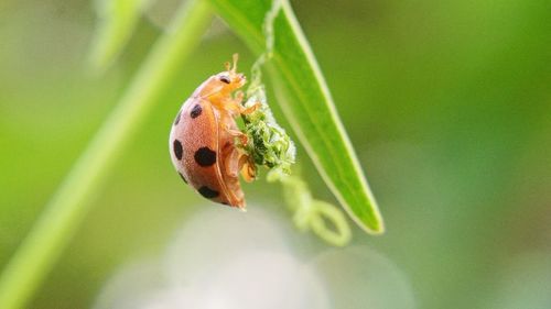 Close-up of ladybug on leaf