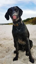 Portrait of dog on beach