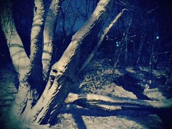 Close-up of frozen tree in forest