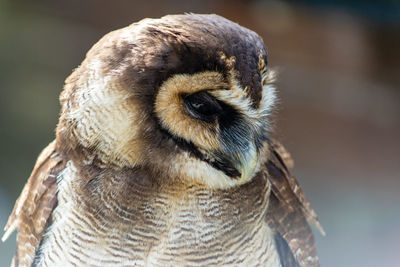 Close-up of owl