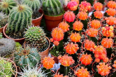 High angle view of cactus  plants