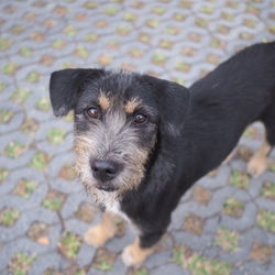 Close-up portrait of black puppy