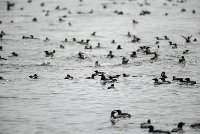 Ducks swimming in lake