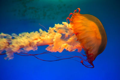 Close-up of jellyfish in sea