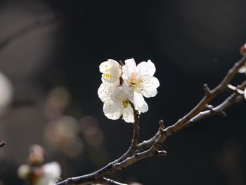 Close-up of white cherry blossoms in spring