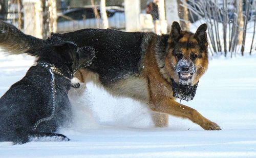 Dog on snow field during winter