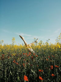 Low section of woman with feet up in flowering field