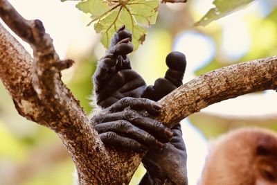 Low angle view of a tree