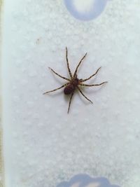 Close-up of spider on wall