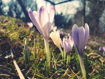 Close-up of crocus blooming on field