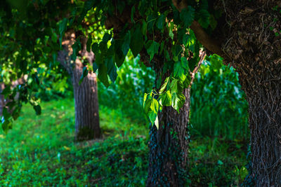 Trees growing in field