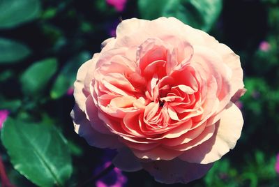 Close-up of pink rose