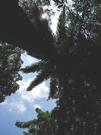 Low angle view of trees against sky