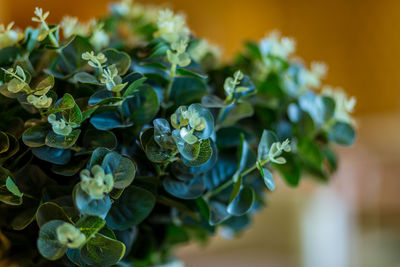Close-up of flowering plant
